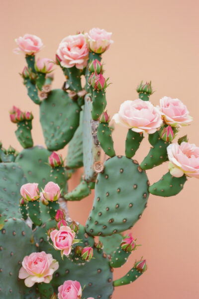 Kakteenblüten Poster