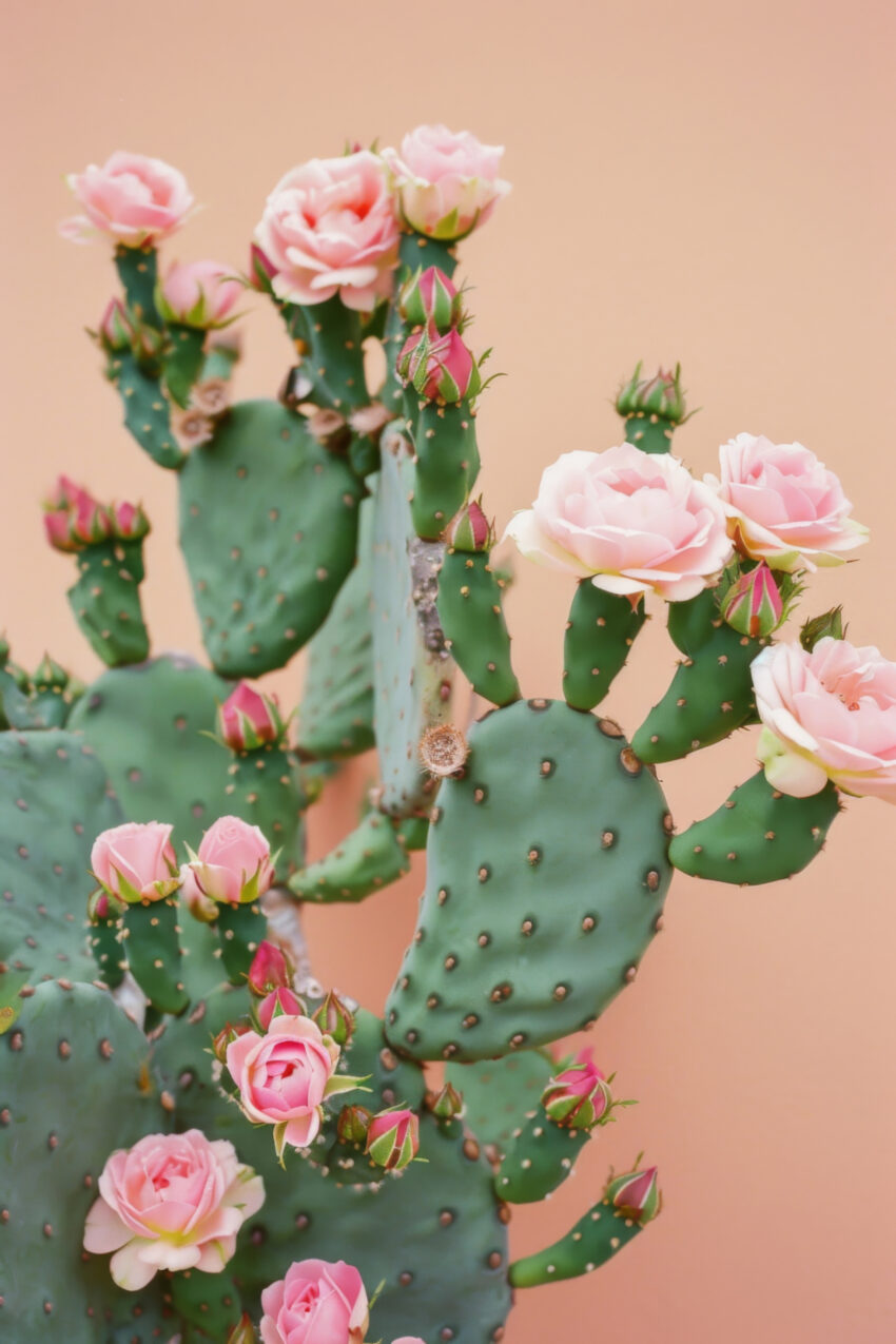 Fotografie Poster Kakteenblüten rosa grün