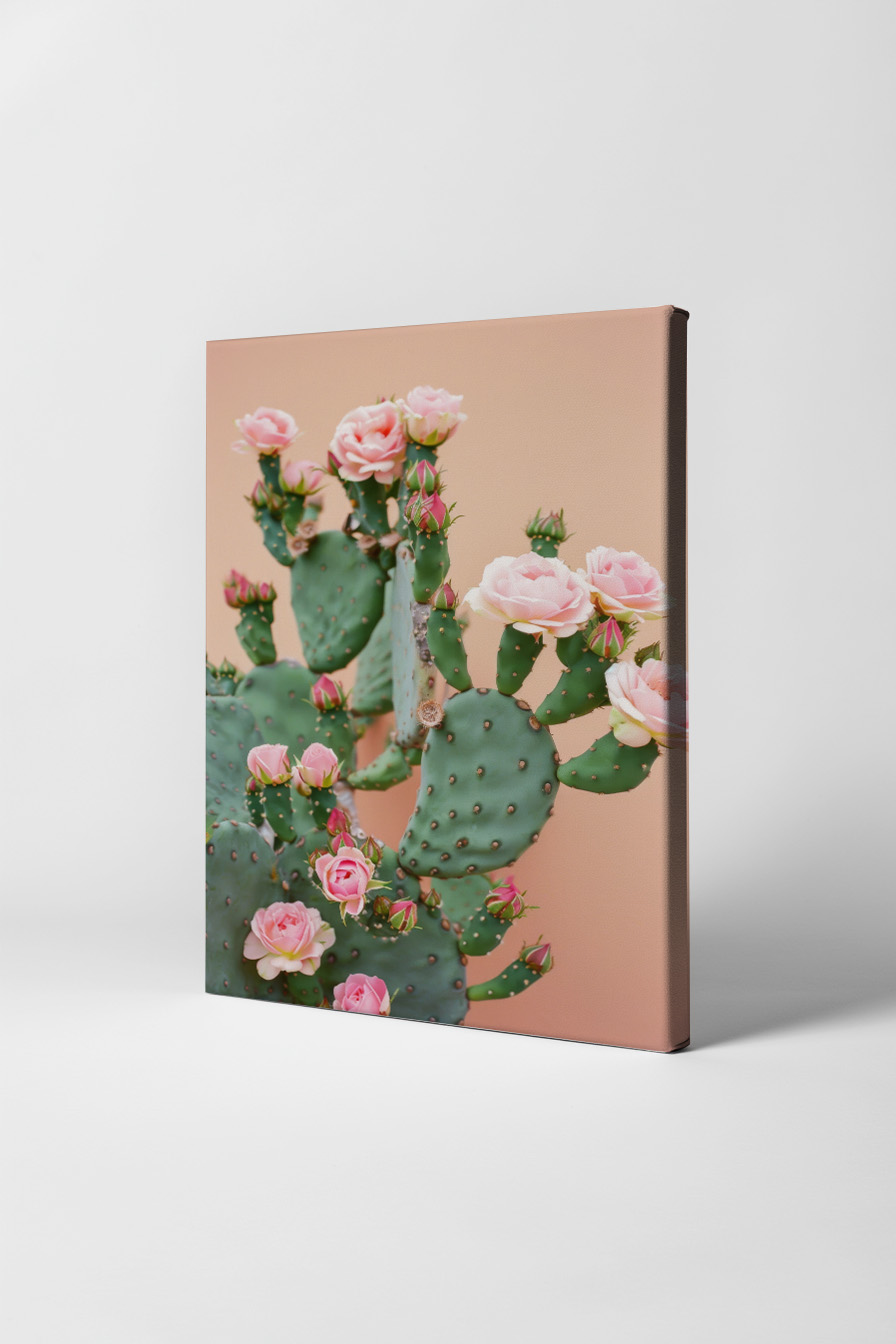 Fotografie Poster Kakteenblüten rosa grün