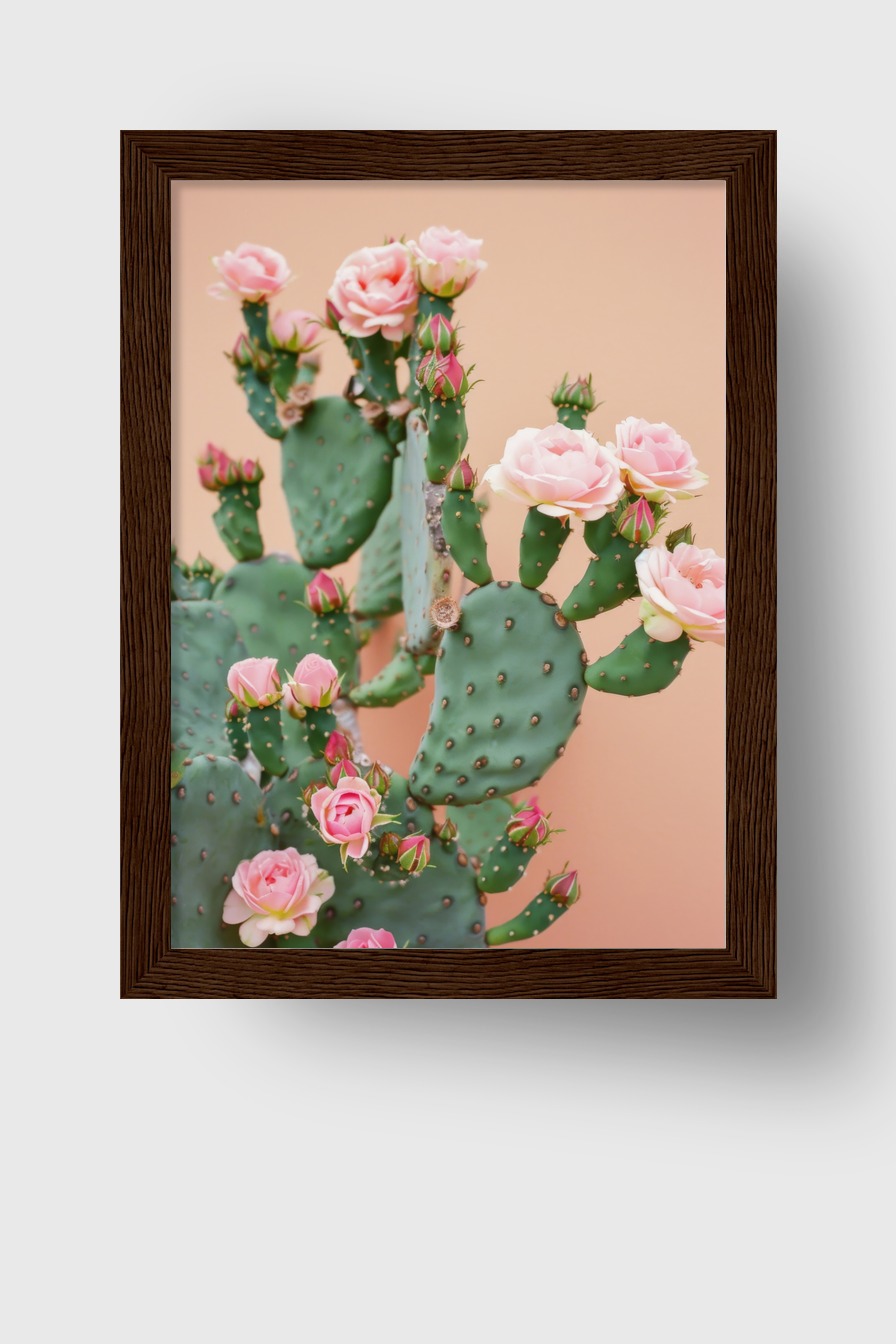 Fotografie Poster Kakteenblüten rosa grün
