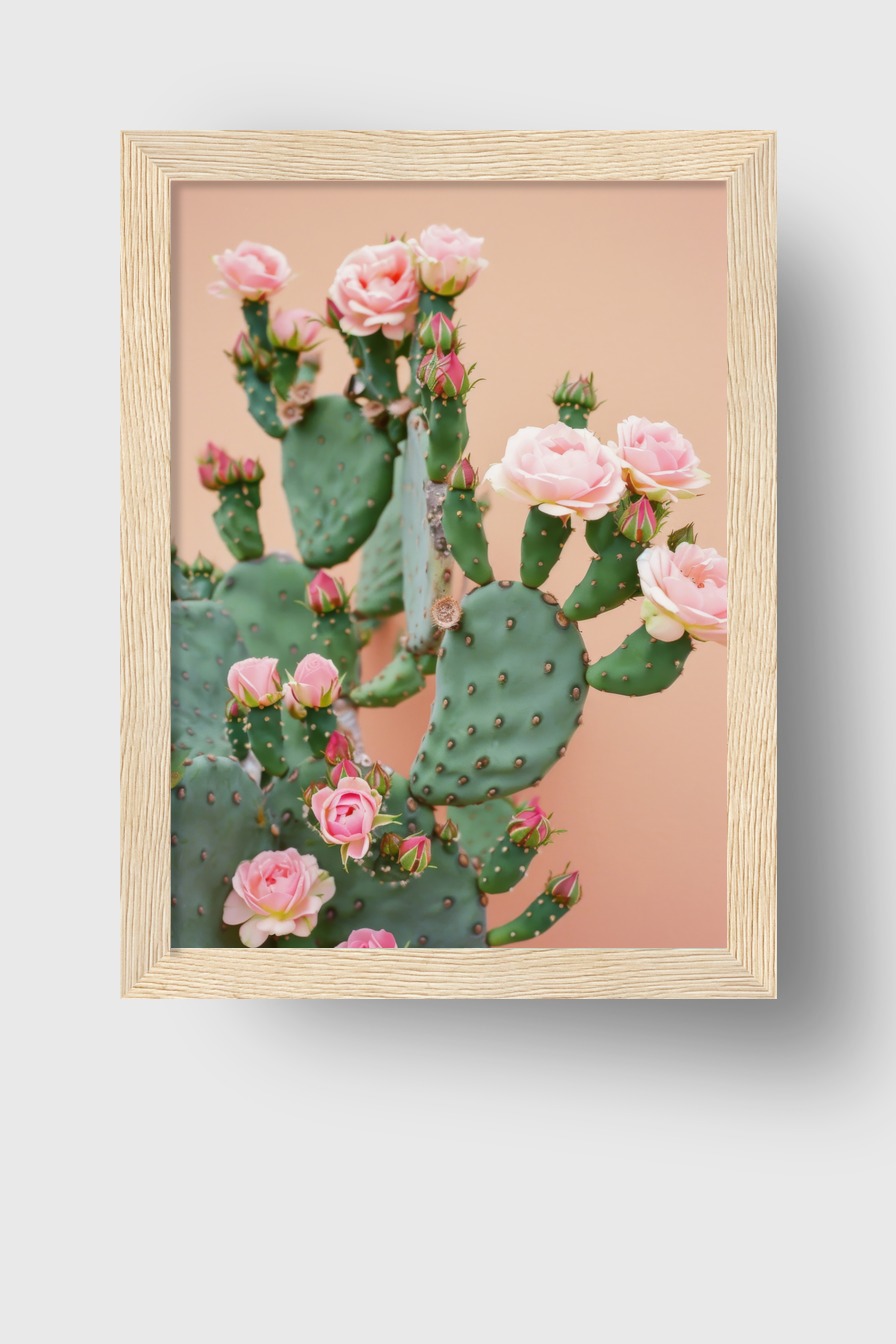 Fotografie Poster Kakteenblüten rosa grün