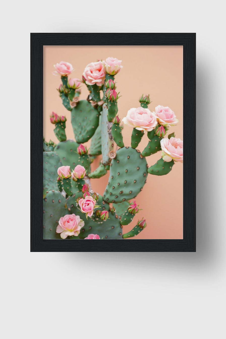 Fotografie Poster Kakteenblüten rosa grün