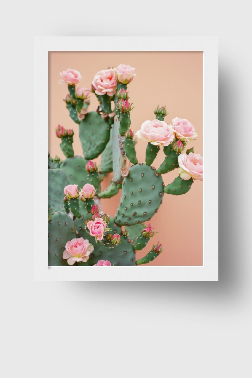 Fotografie Poster Kakteenblüten rosa grün