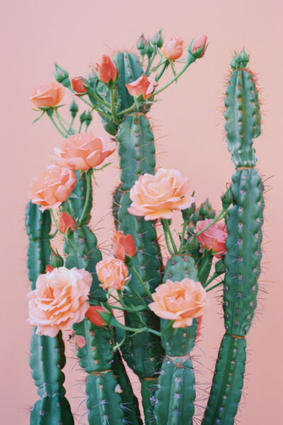 Kaktus Rosen Poster