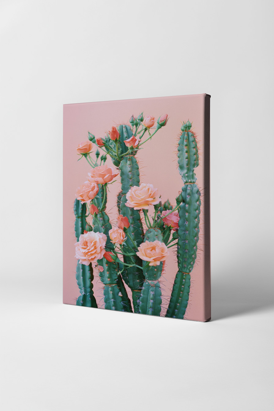 Fotografie Poster Kaktus Rosen grün rosa