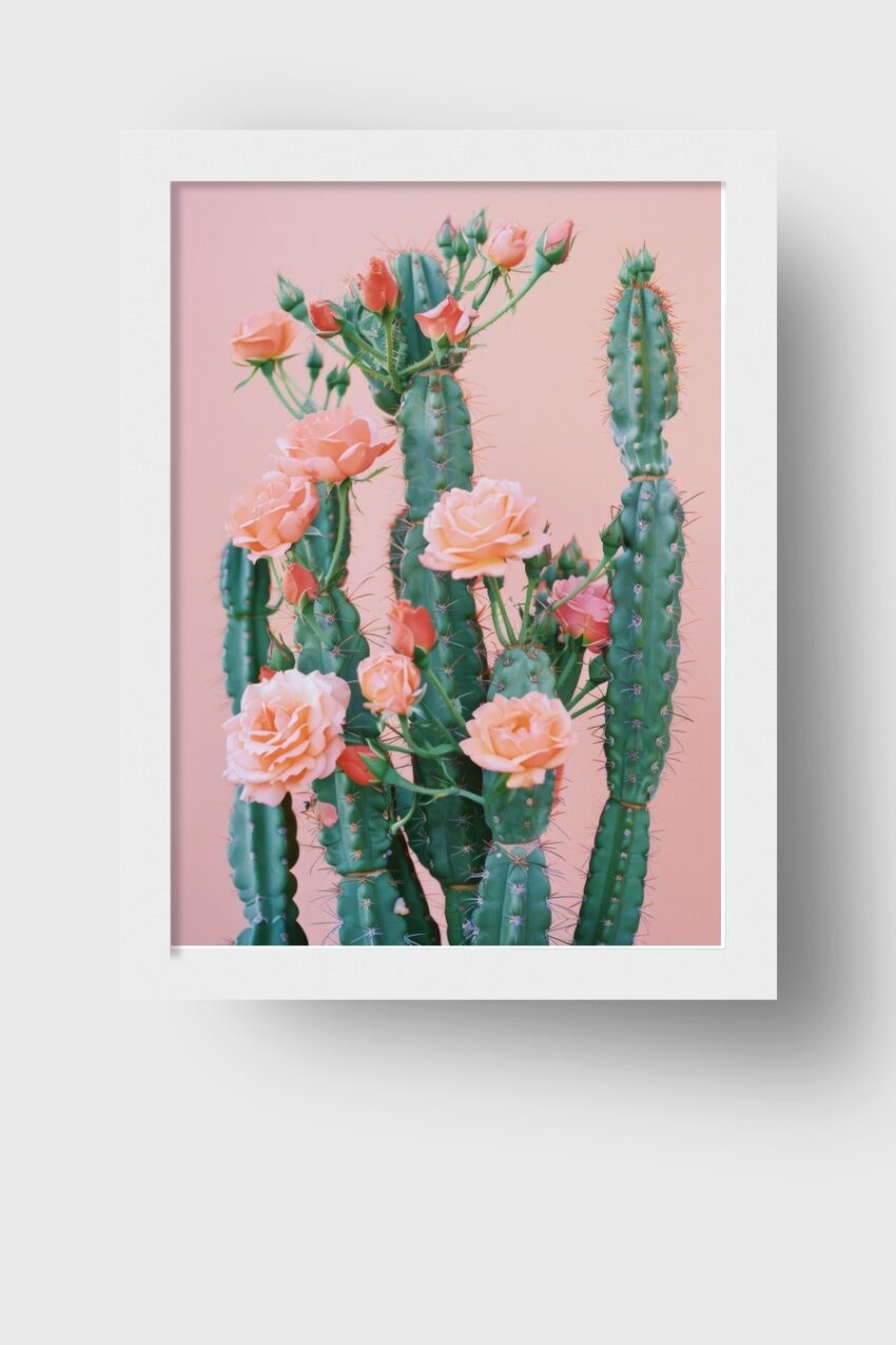 Fotografie Poster Kaktus Rosen grün rosa