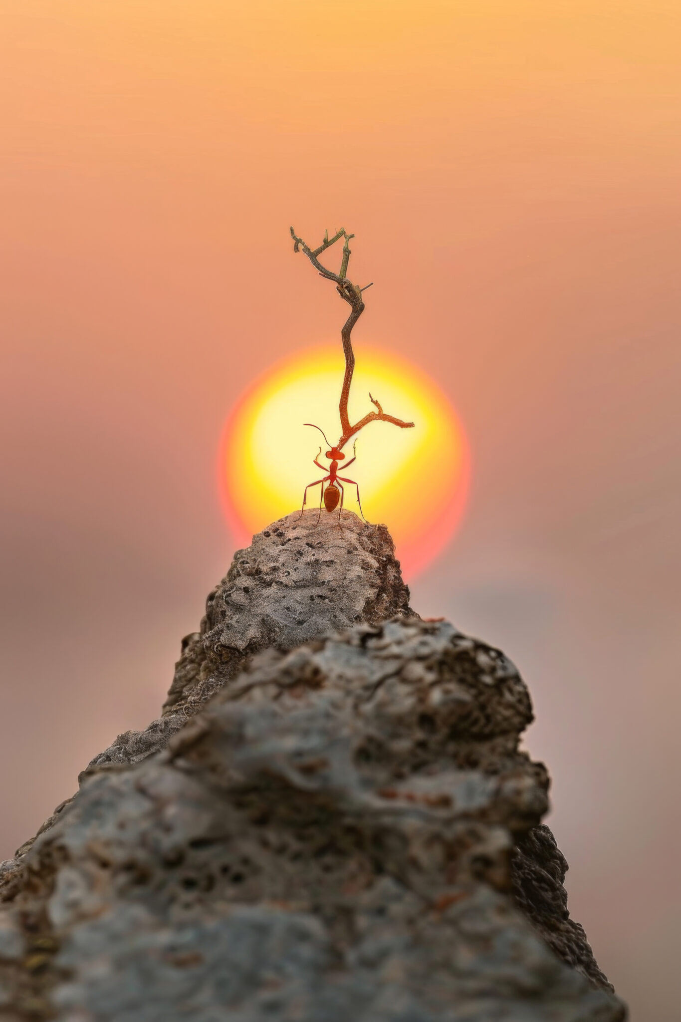 Fotografie Poster Ameise Sonne rot minimalistisch