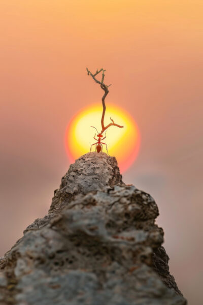Ameise Sonne Poster