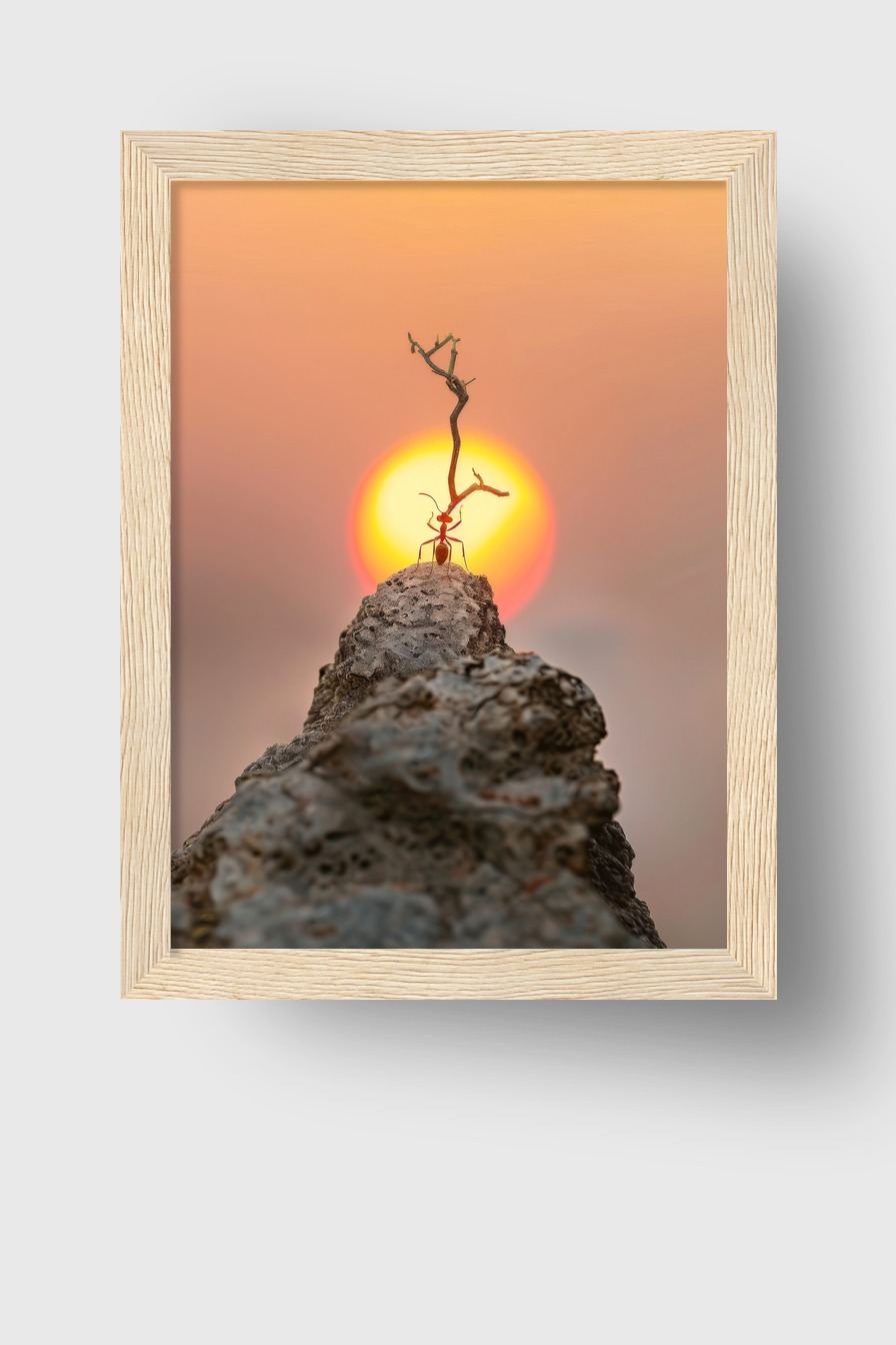 Fotografie Poster Ameise Sonne rot minimalistisch