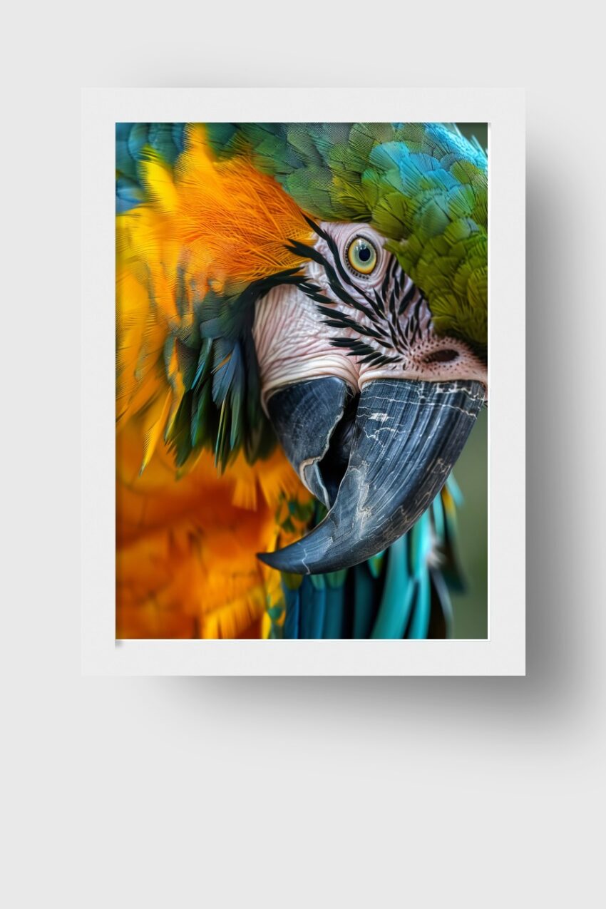 Fotografie Poster Papagei Nahaufnahme Farbenfroh Detail