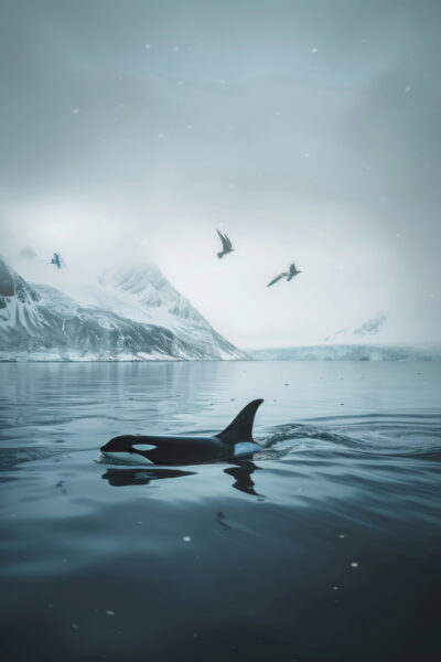 Orca im Arktiswasser Gerahmt