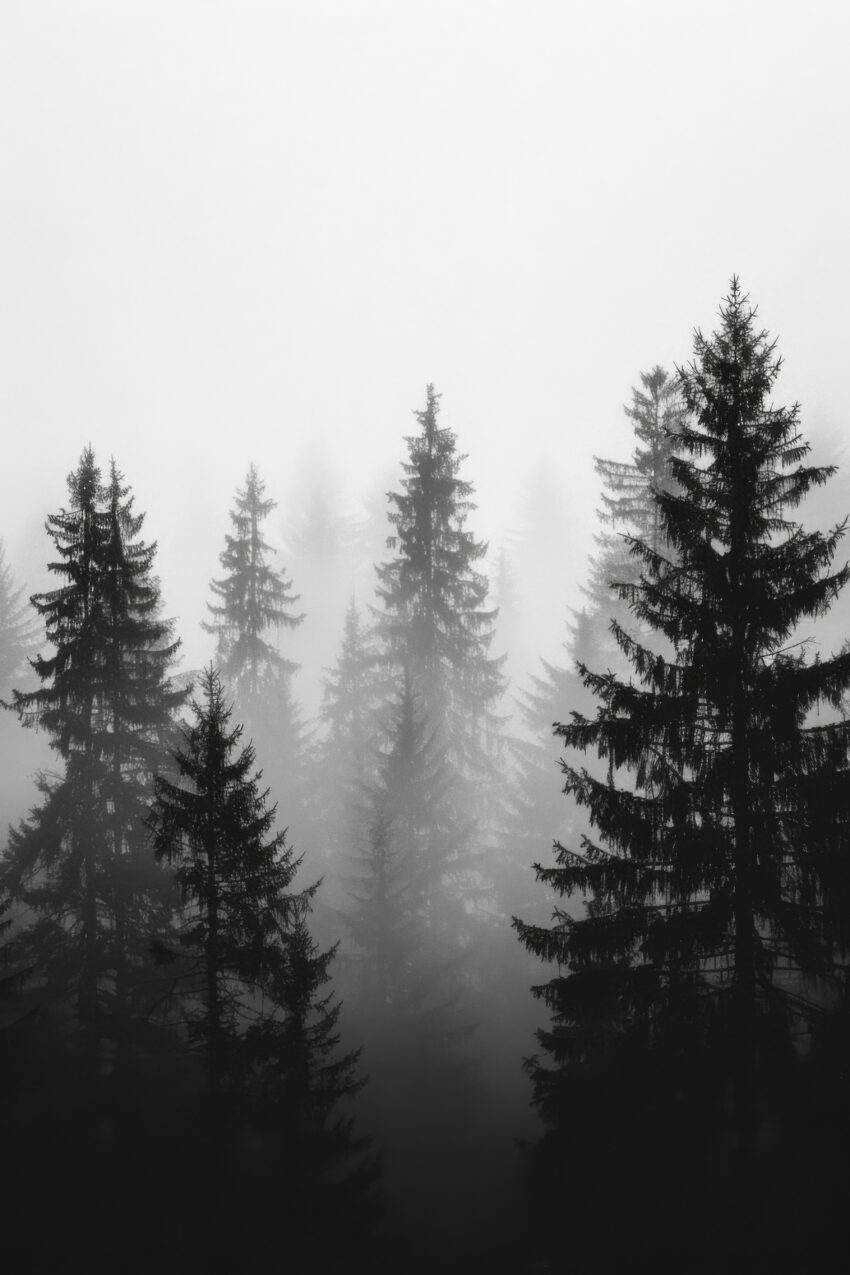 Fotografie Poster Tannenwald Nebel schwarz-weiß