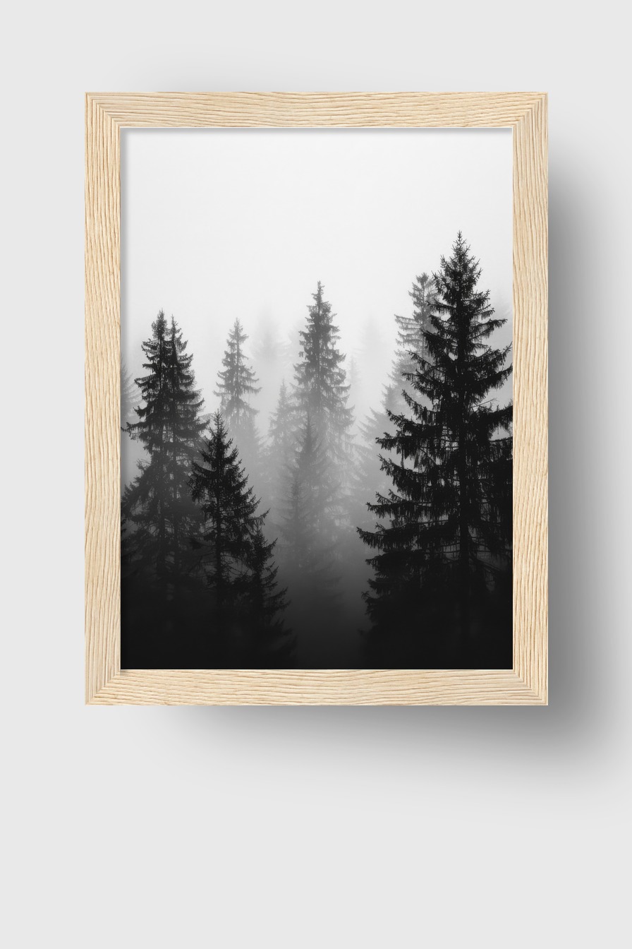 Fotografie Poster Tannenwald Nebel schwarz-weiß