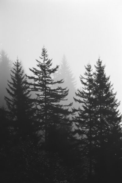 Wald Nebel Leinwandbild