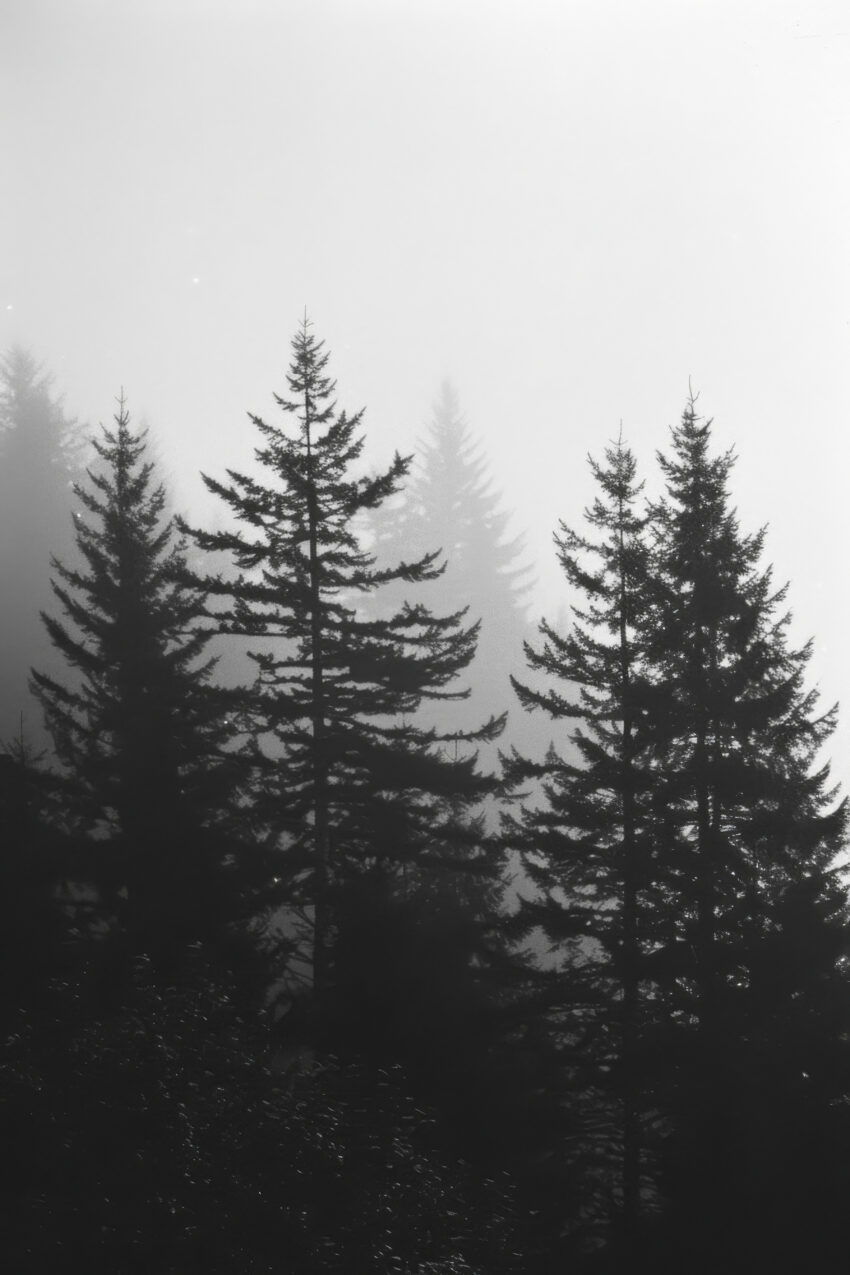 Fotografie Poster Wald Nebel schwarz-weiß