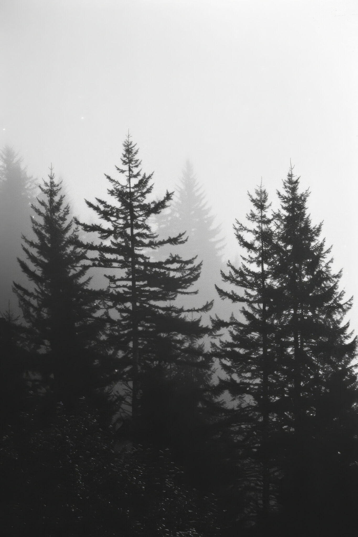 Fotografie Poster Wald Nebel schwarz-weiß