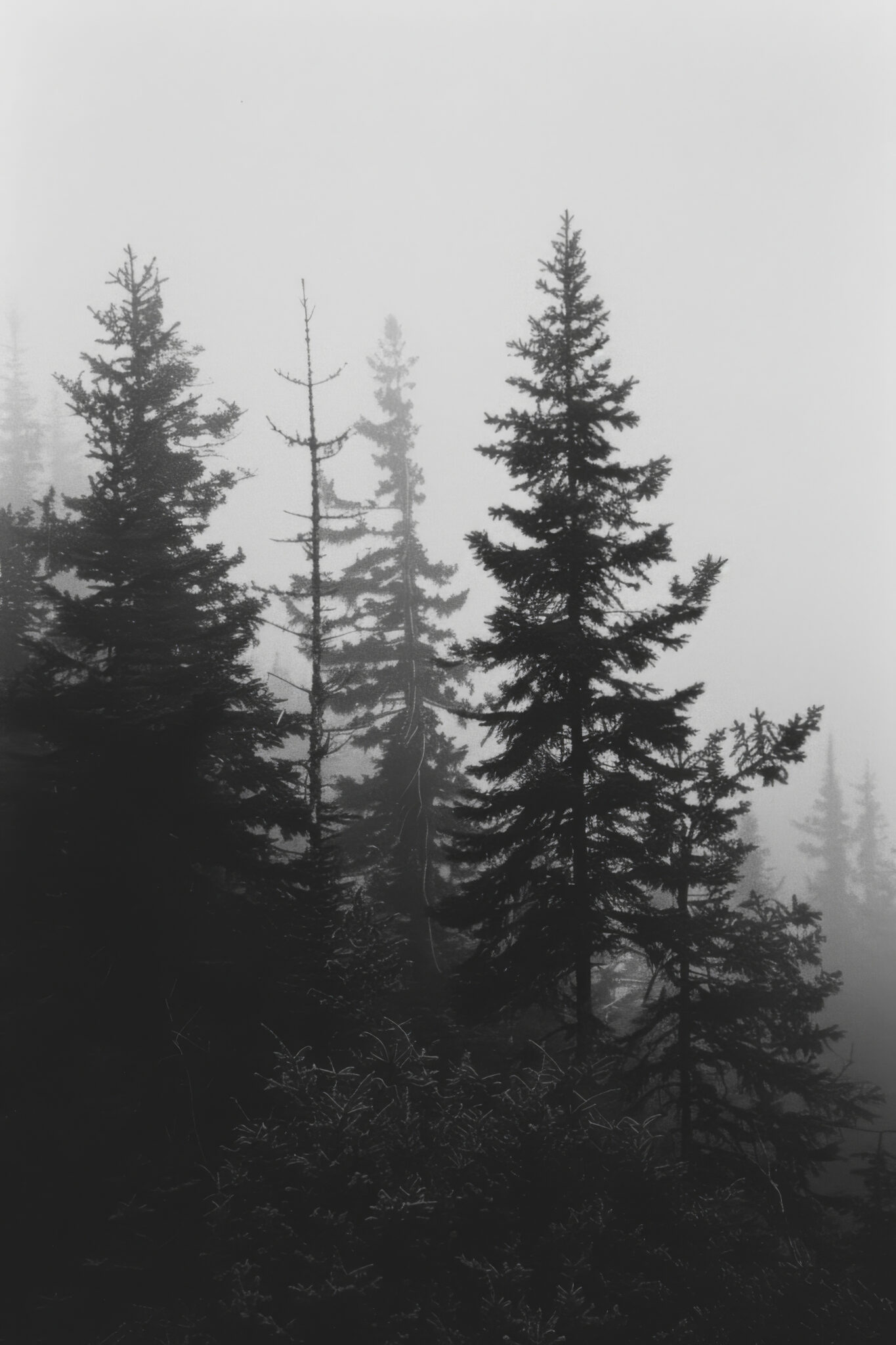 Fotografie Poster Tannen Nebel Schwarz-Weiß ruhige Atmosphäre