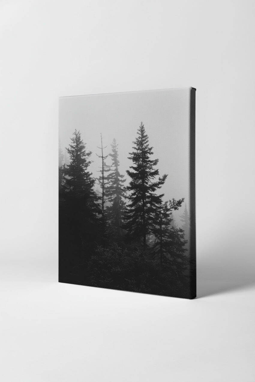 Fotografie Poster Tannen Nebel Schwarz-Weiß ruhige Atmosphäre