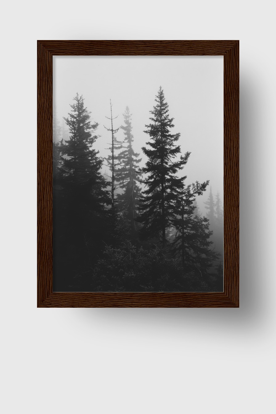 Fotografie Poster Tannen Nebel Schwarz-Weiß ruhige Atmosphäre