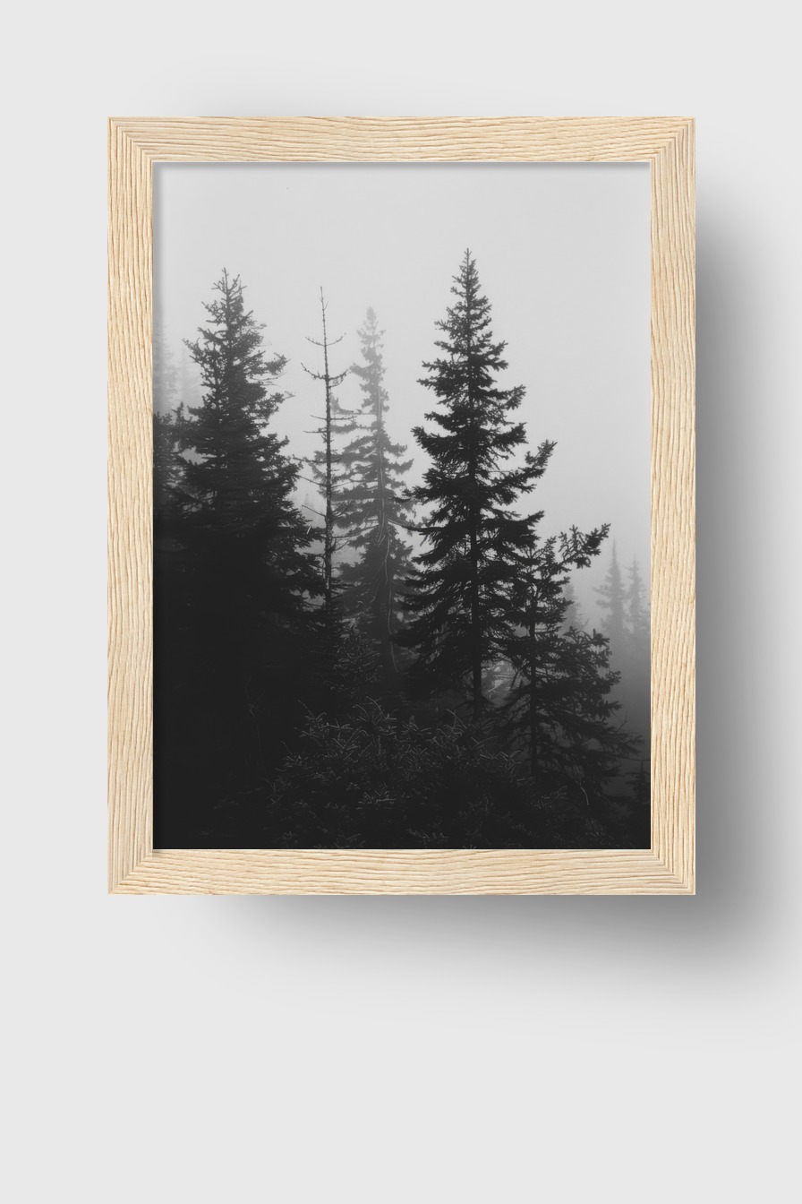 Fotografie Poster Tannen Nebel Schwarz-Weiß ruhige Atmosphäre