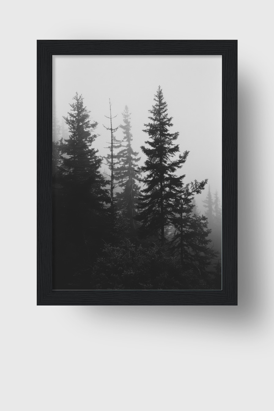 Fotografie Poster Tannen Nebel Schwarz-Weiß ruhige Atmosphäre