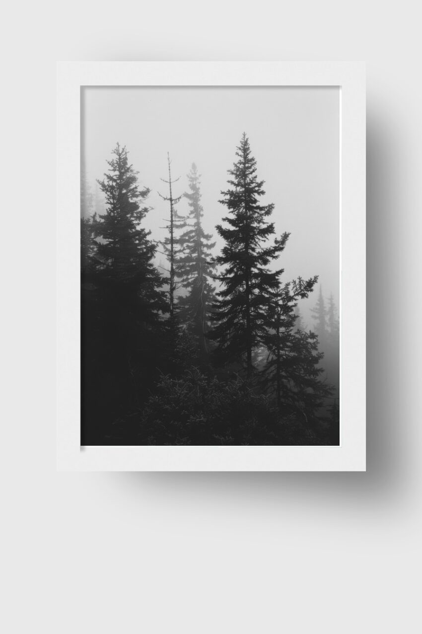 Fotografie Poster Tannen Nebel Schwarz-Weiß ruhige Atmosphäre