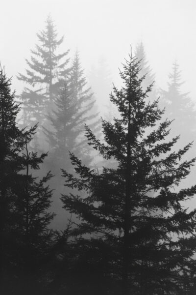 Tannenwald im Nebel Poster
