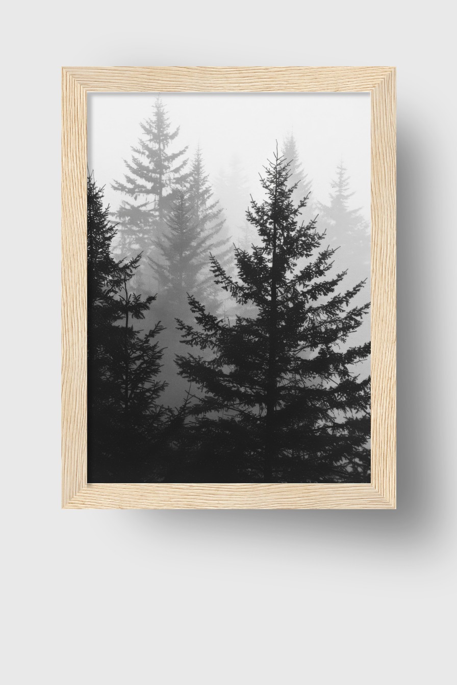 Fotografie Poster Nebelwald schwarz weiß Tannen