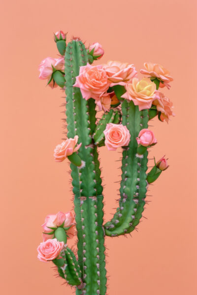 Kaktus mit Rosen Poster