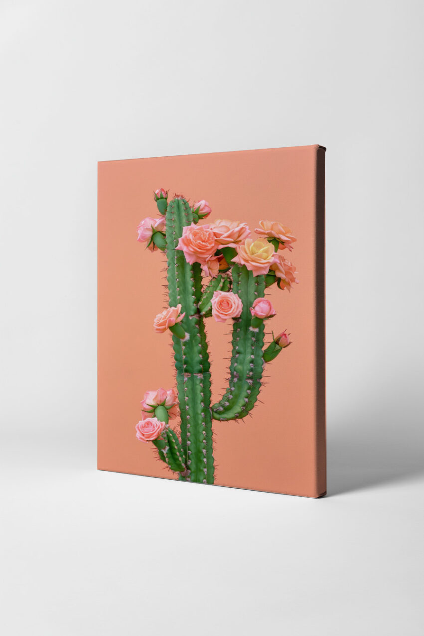 Fotografie Poster Kaktus Rosen grün rosa minimal