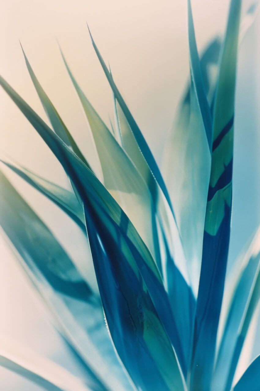 Fotografie Poster Agave Blaue Töne scharfe Spitzen