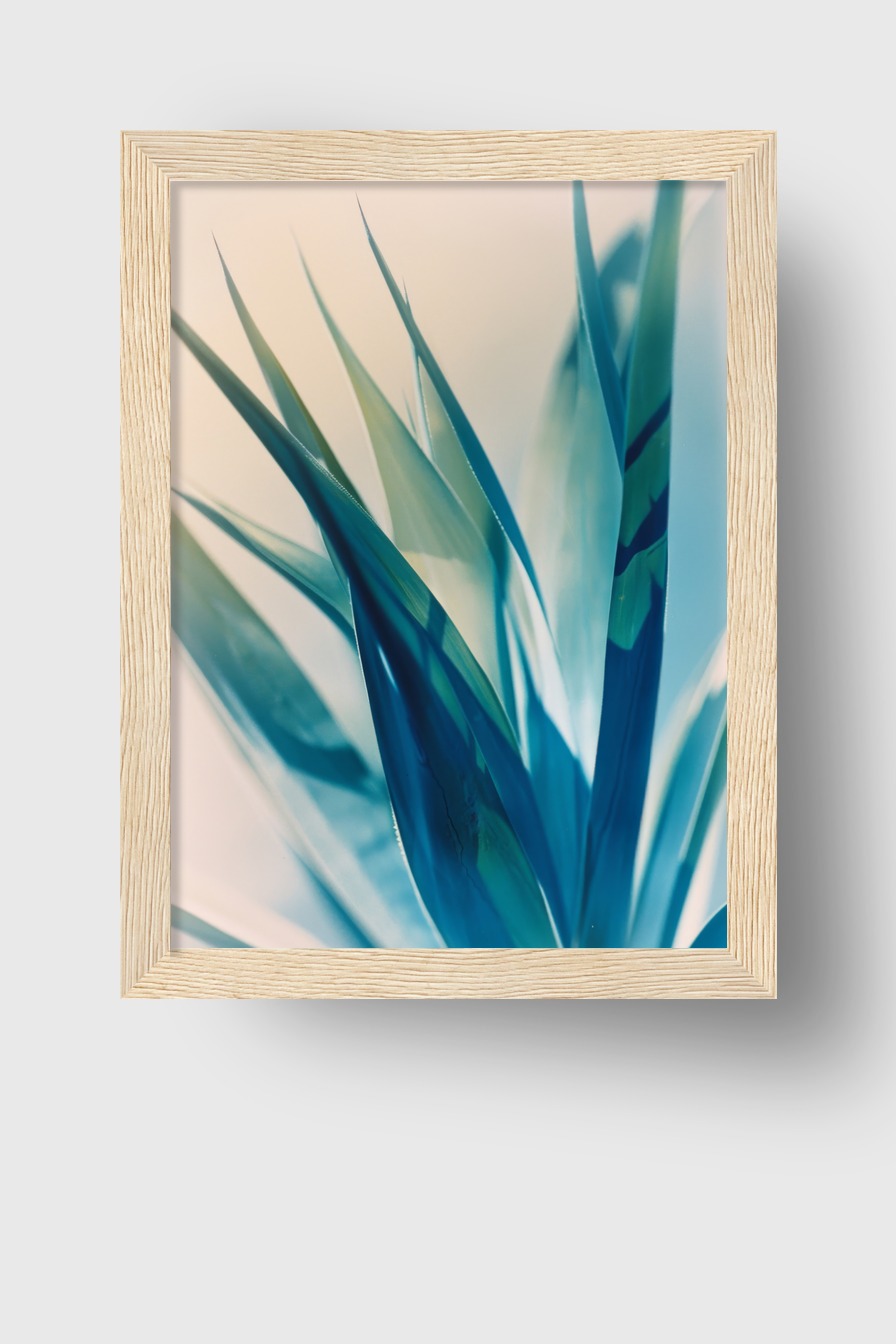 Fotografie Poster Agave Blaue Töne scharfe Spitzen