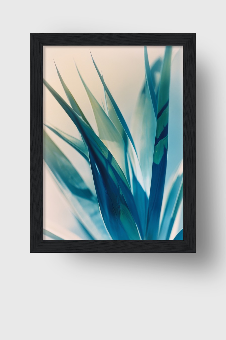 Fotografie Poster Agave Blaue Töne scharfe Spitzen