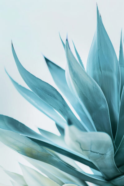 Agave Blattspitzen Leinwandbild