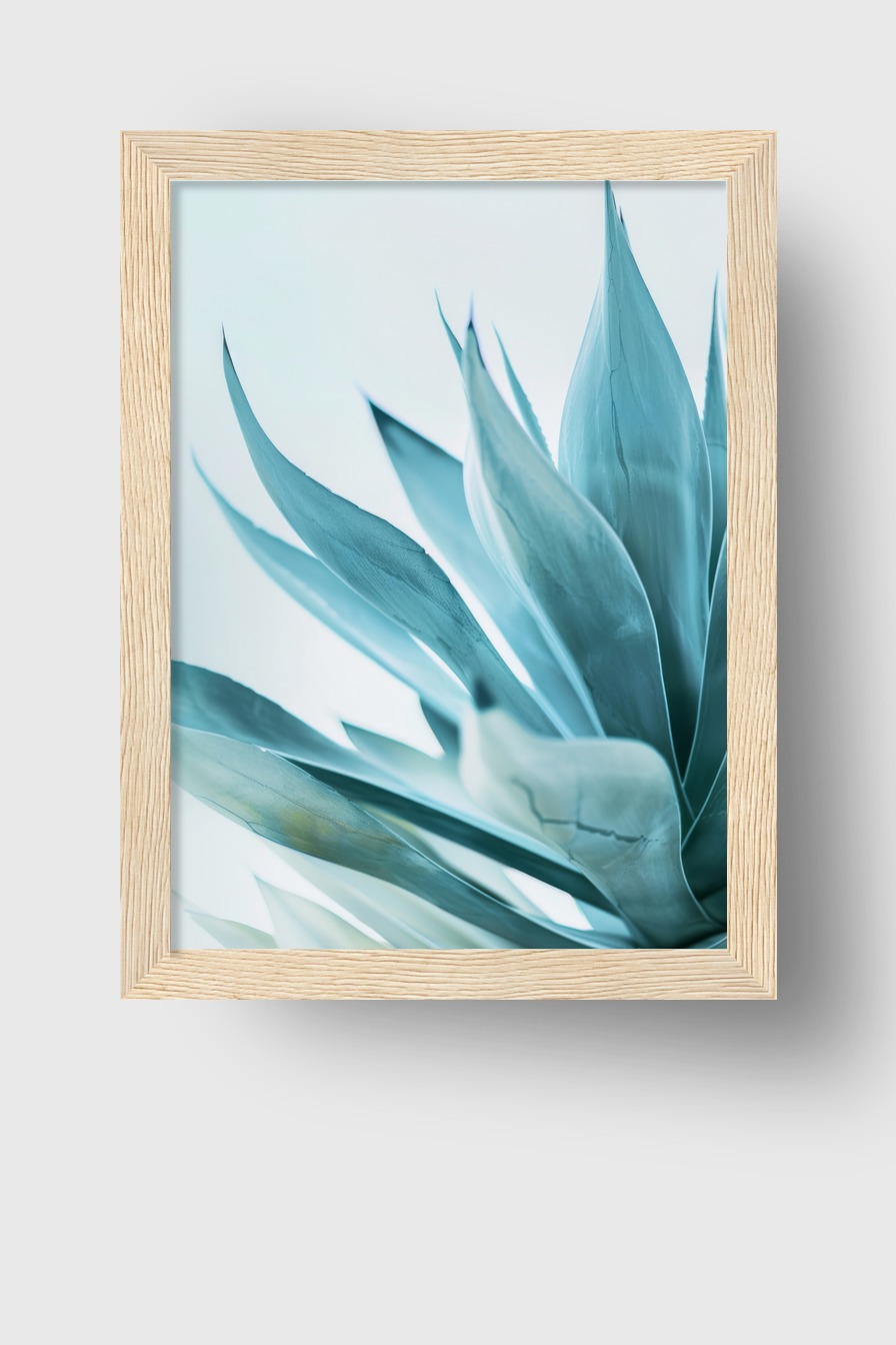 Fotografie Poster Agave Blattspitzen kühl blau grün