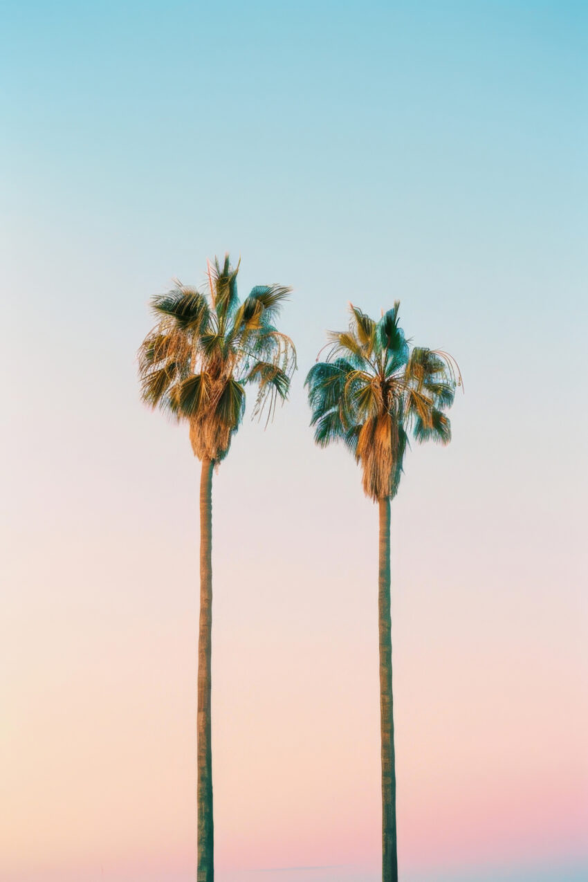 Fotografie Poster Palmen Paar pastellfarbig minimalistisch