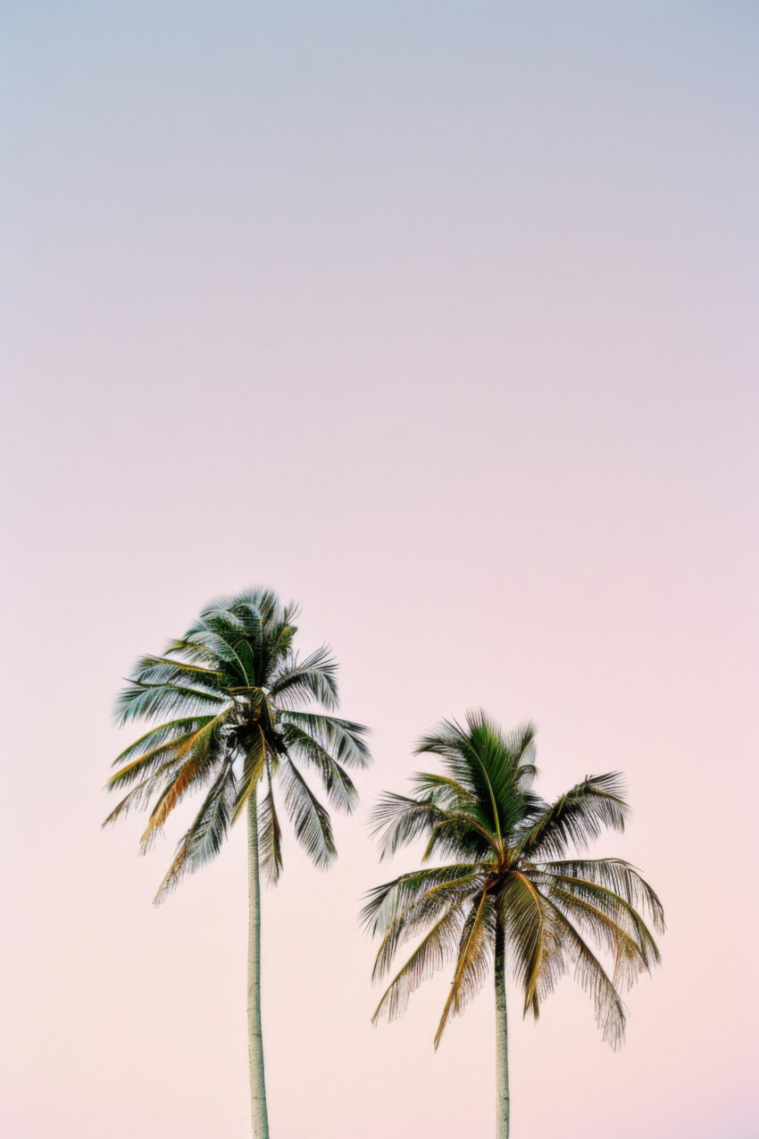 Fotografie Poster Palme Duo Pastell Himmel minimalistisch