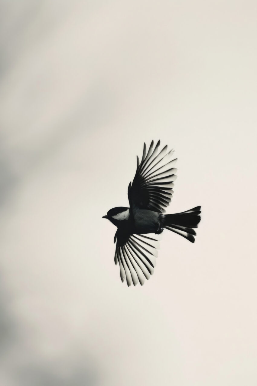 Fotografie Poster Kohlmeise Flügel gespreizt schwarz-weiß