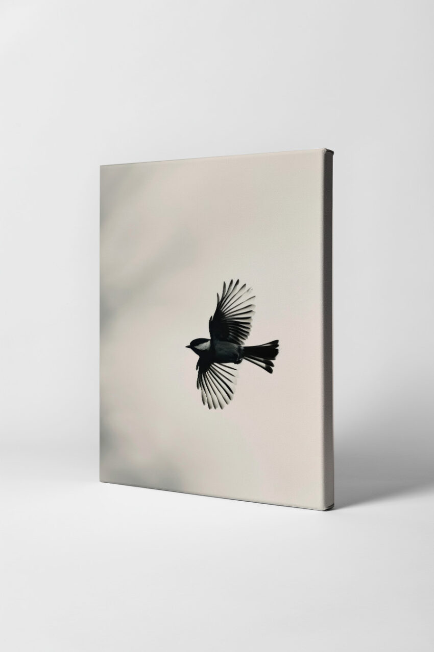 Fotografie Poster Kohlmeise Flügel gespreizt schwarz-weiß