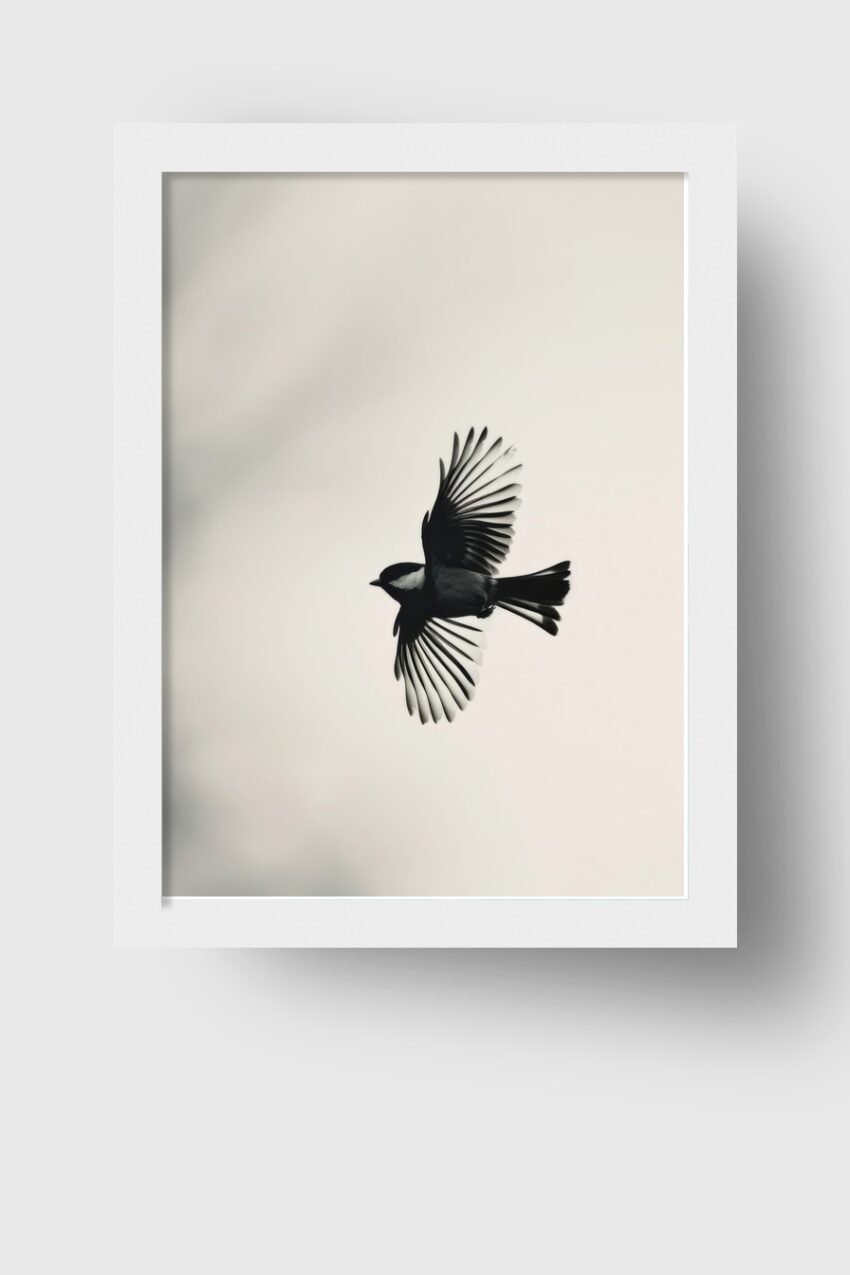 Fotografie Poster Kohlmeise Flügel gespreizt schwarz-weiß