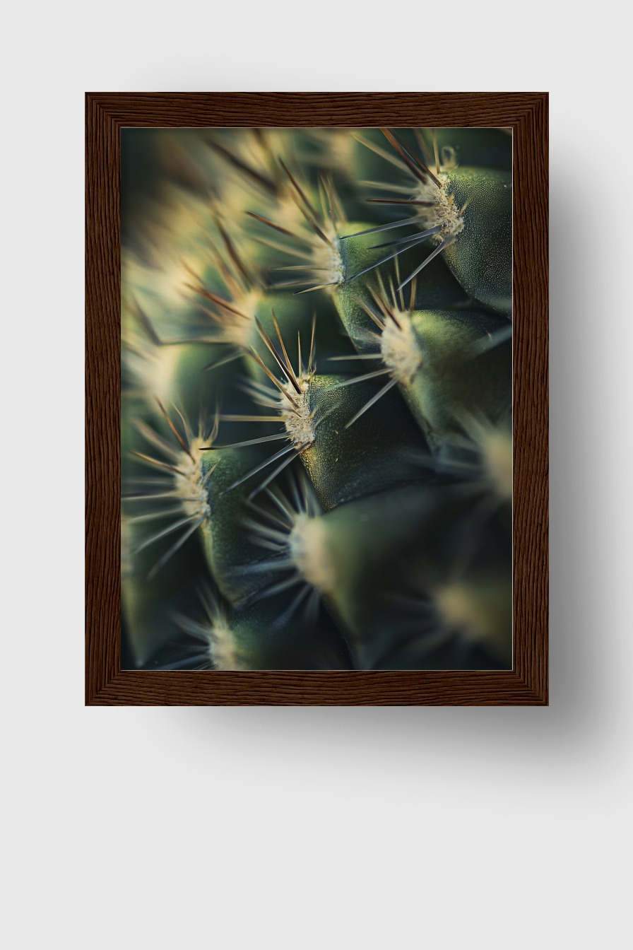 Fotografie Poster Kaktus Dorn Nahaufnahme grün