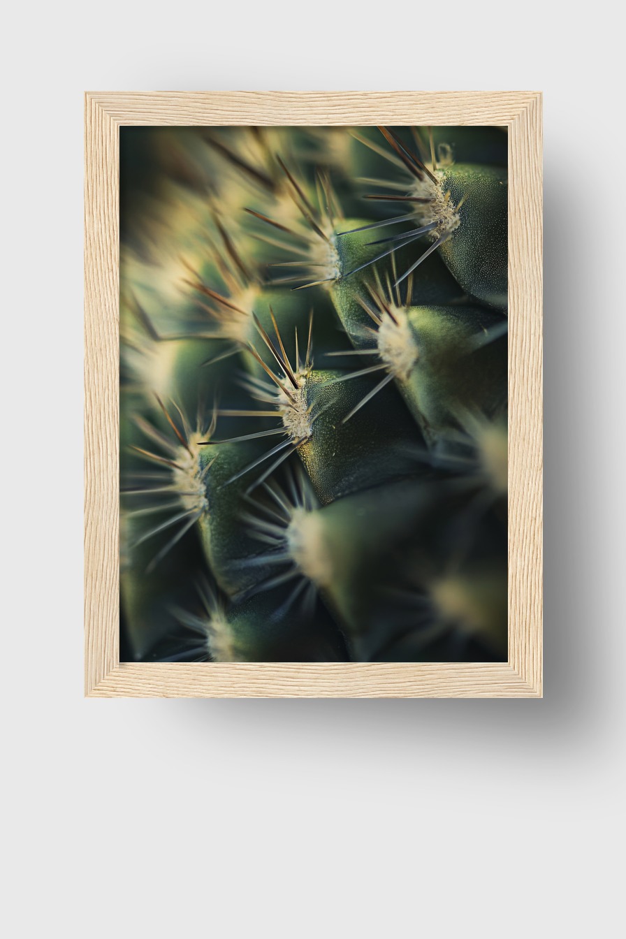 Fotografie Poster Kaktus Dorn Nahaufnahme grün