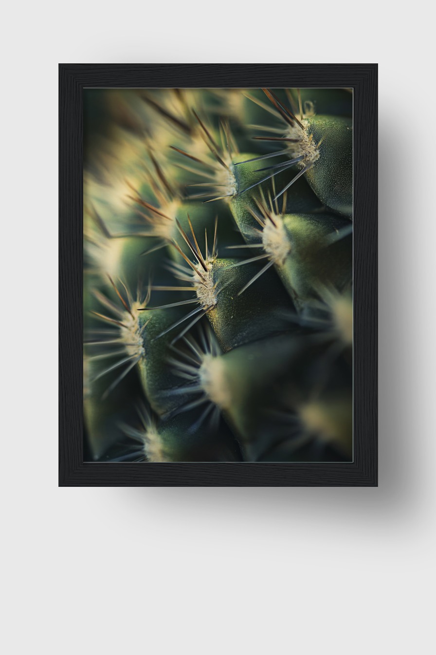 Fotografie Poster Kaktus Dorn Nahaufnahme grün