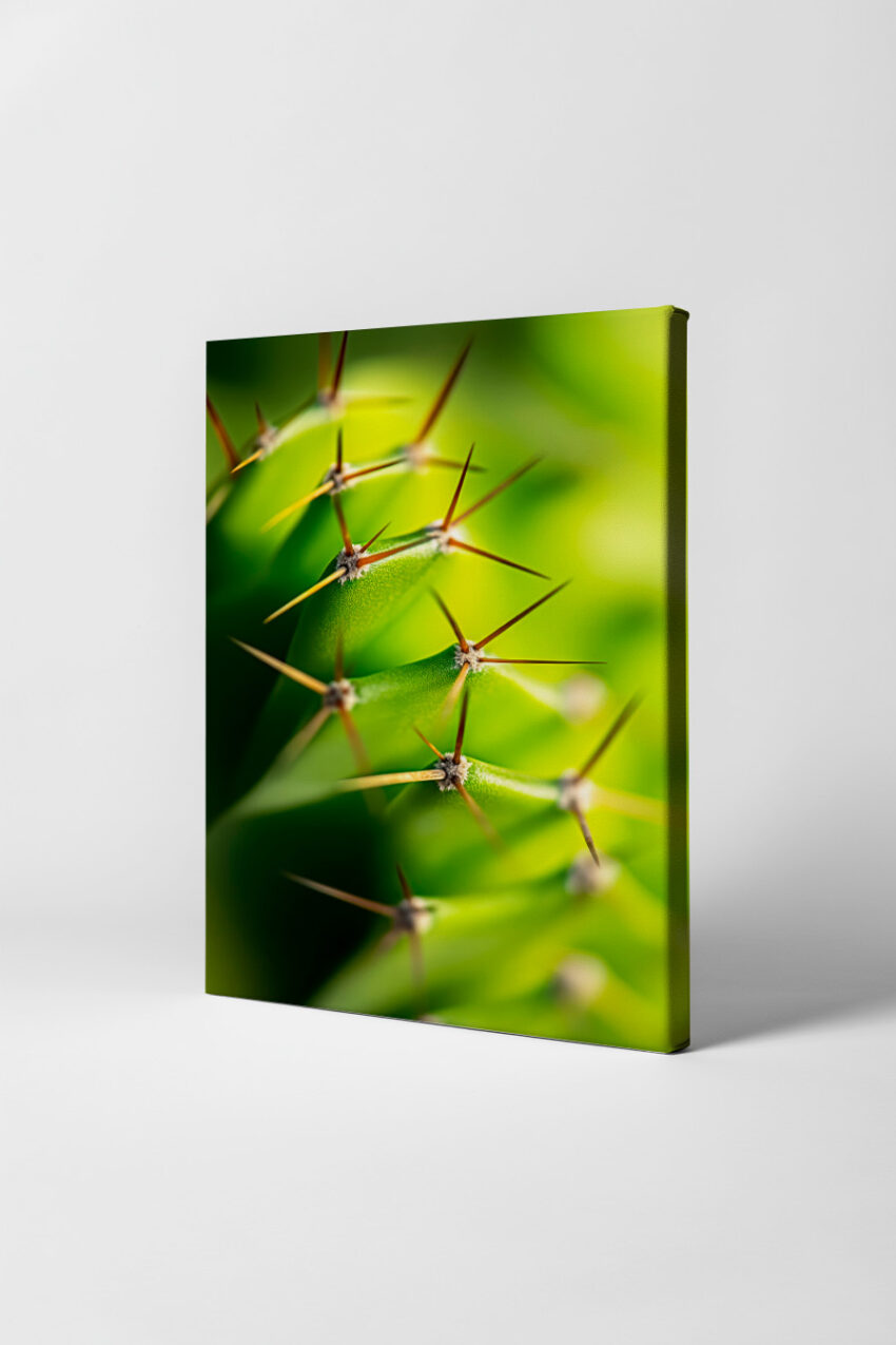 Fotografie Poster Kaktus Nahaufnahme grün scharf