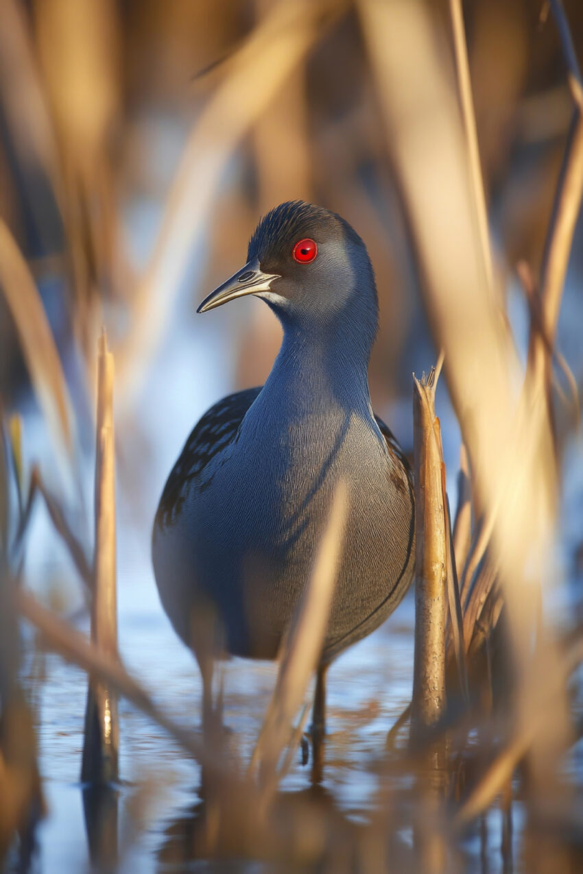 Fotografie Poster Vogel rotes Auge Nahaufnahme Schilf Wasser