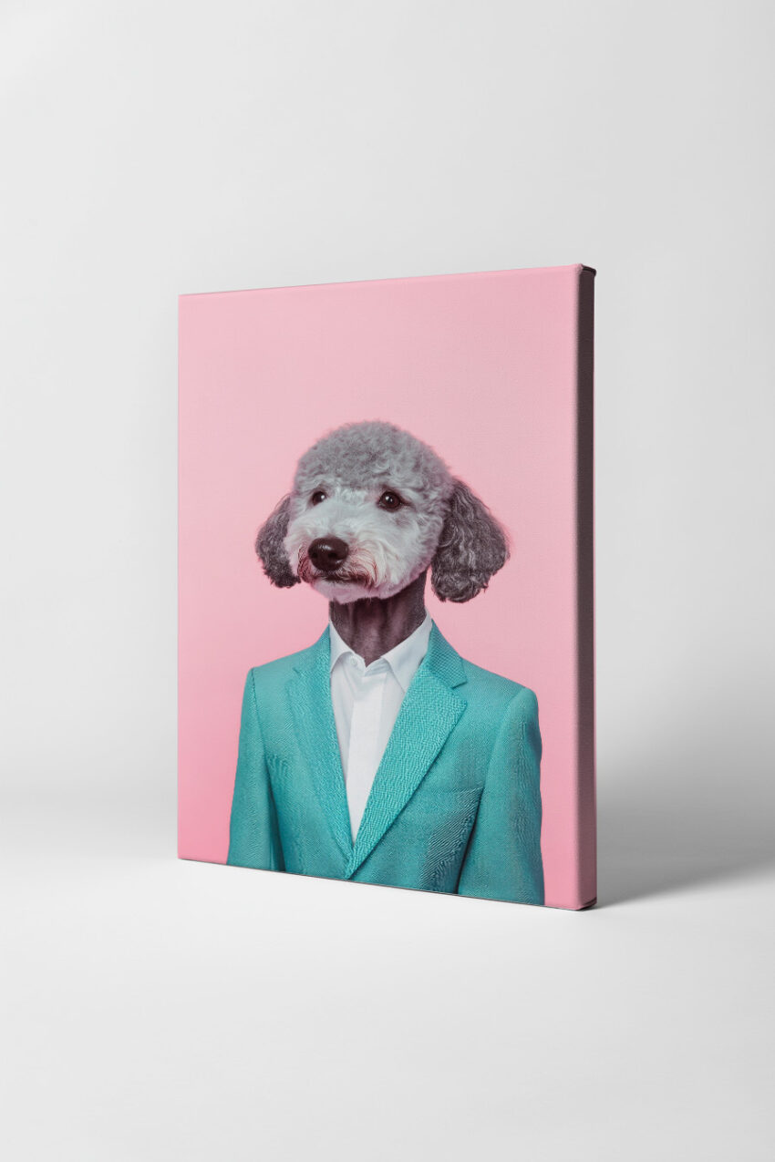 Fotografie Poster Pudel Hund Anzug grau rosa