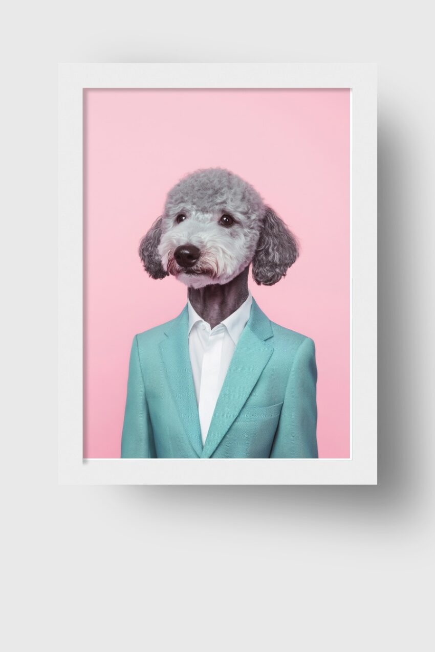 Fotografie Poster Pudel Hund Anzug grau rosa