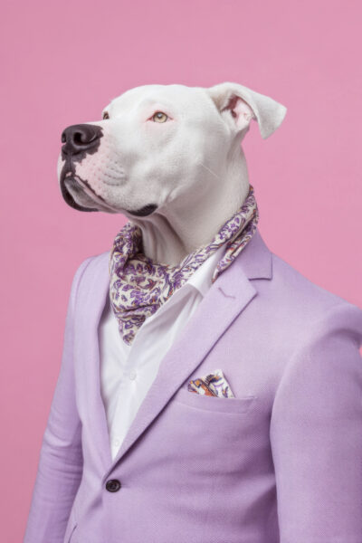 Dogo Argentino Gerahmt