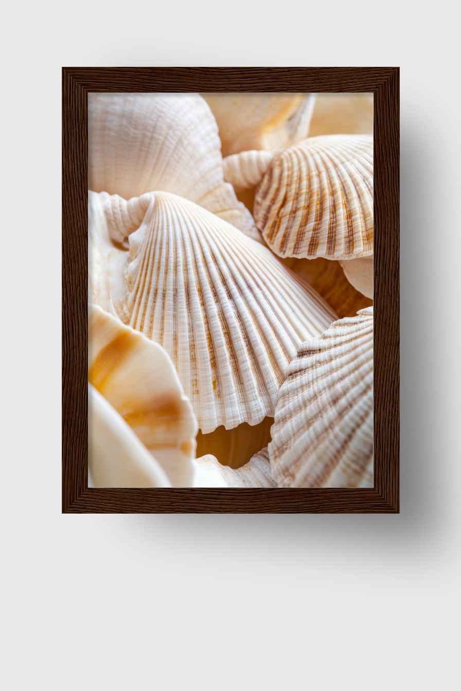 Fotografie Poster Muschel Detail beige weiß