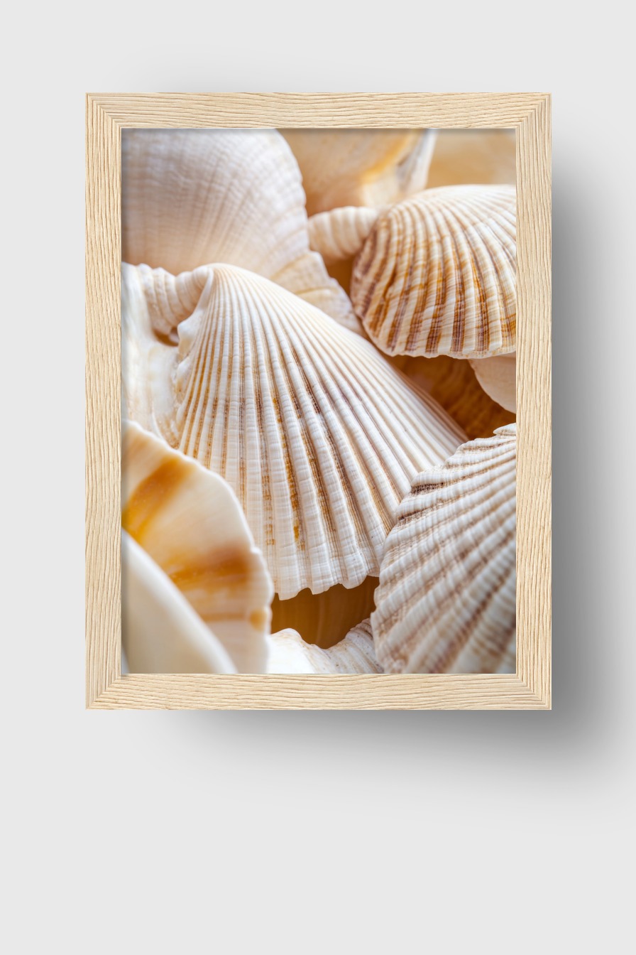 Fotografie Poster Muschel Detail beige weiß